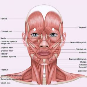 Workshop-Face-Toning-and-Massage-Part-2